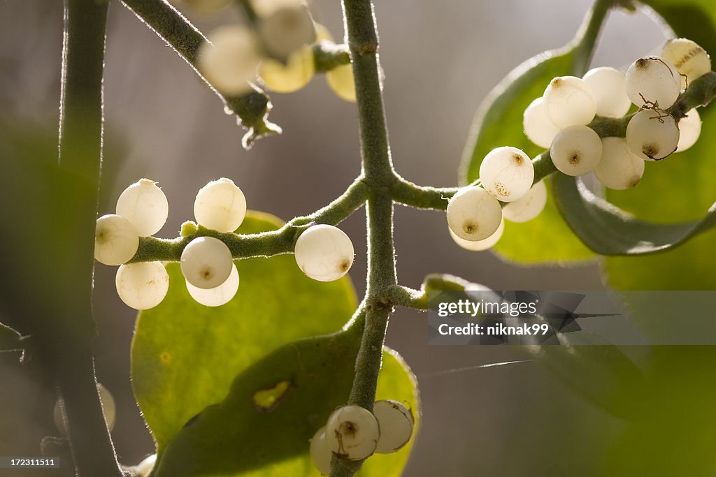 Mistletoe berries