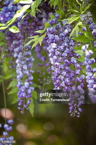 purple wisteria - blauweregen stockfoto's en -beelden