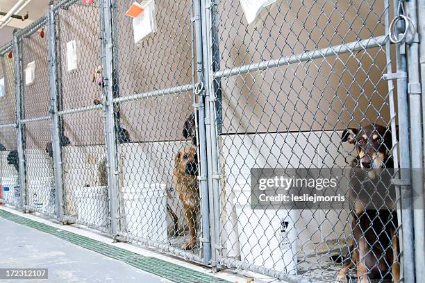 dogs awaiting adoption - kennel bildbanksfoton och bilder