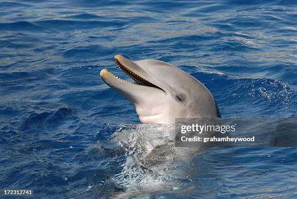 1,470 Happy Dolphin Stock Photos, High-Res Pictures, and Images