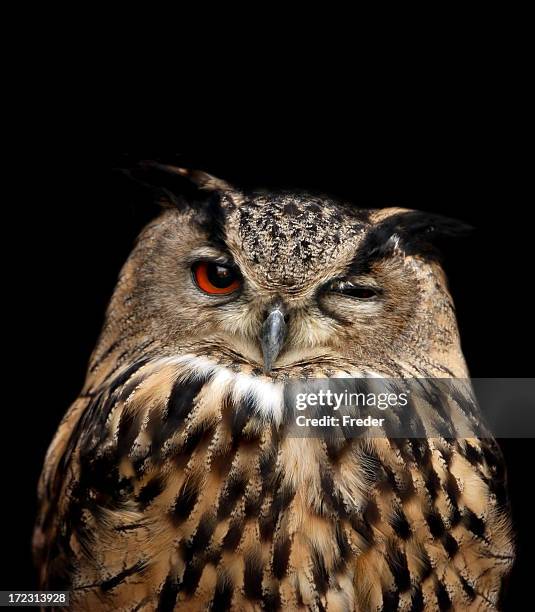 búho real - owl fotografías e imágenes de stock