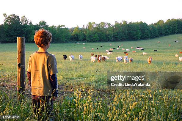 future farmer - cow pasture stock pictures, royalty-free photos & images