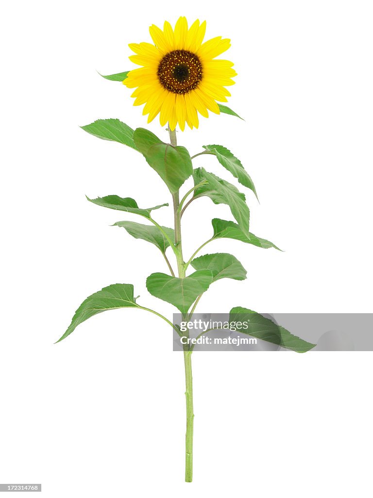 Große Sonnenblume