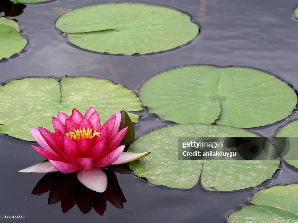 Pond with a bright pink and yellow water lily and lily pads 