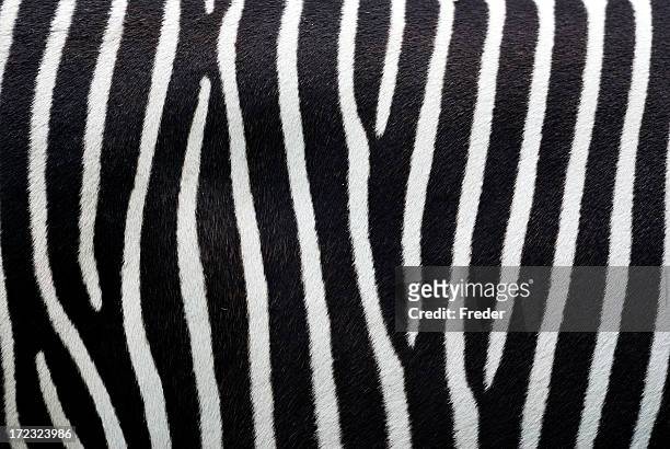 zebra stripes - zebra print stockfoto's en -beelden