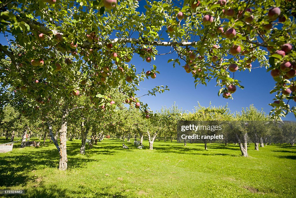 Apple Orchards