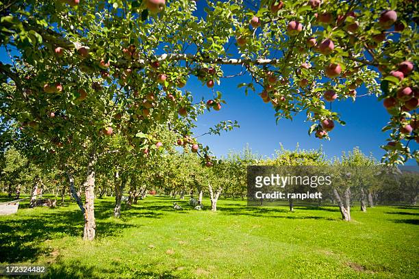 apple orchards - thompson okanagan region british columbia stock pictures, royalty-free photos & images