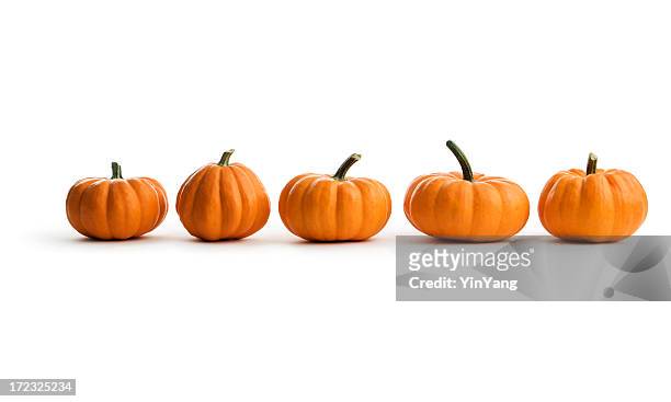 5 つのオレンジ色のパンプキンスカッシュの列は、秋のお食事 - pumpkin ストックフォトと画像