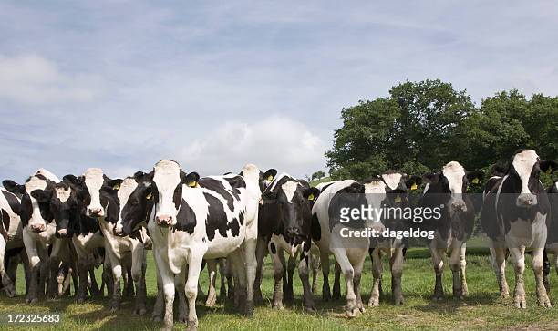 the 'herd' - herd stock pictures, royalty-free photos & images