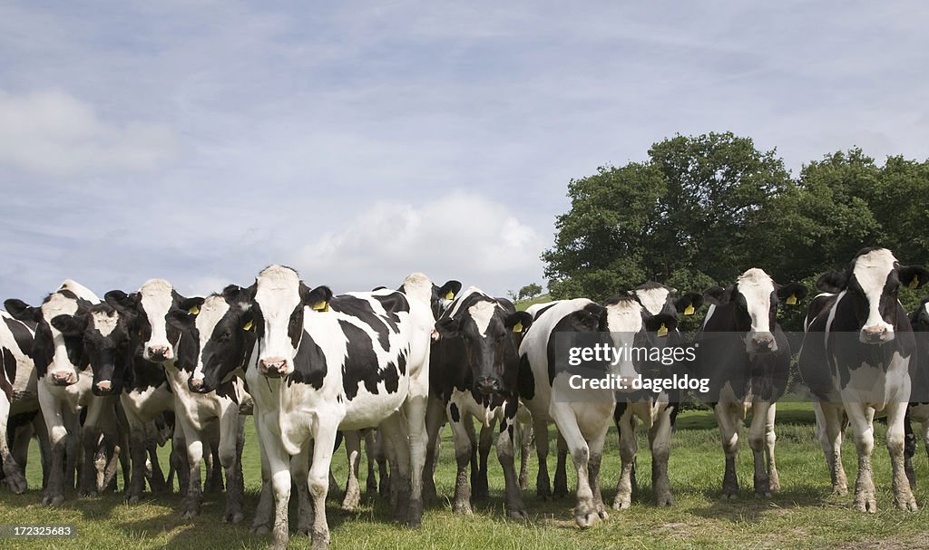 O'herd'