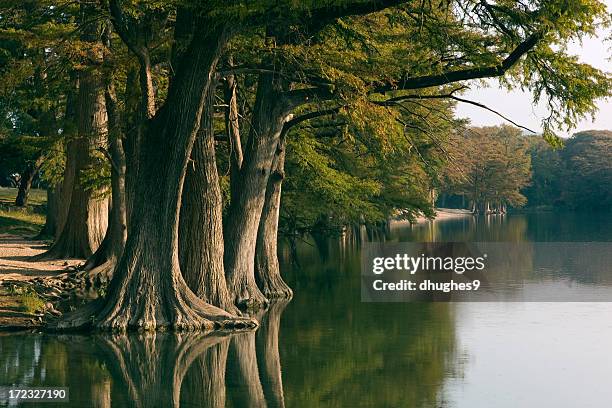 cold river 5 - cypress tree stock pictures, royalty-free photos & images