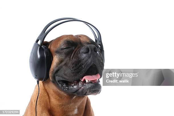 dj - dog listening stock pictures, royalty-free photos & images