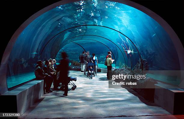 people in a water tunnel. - aquarium tunnel stock pictures, royalty-free photos & images