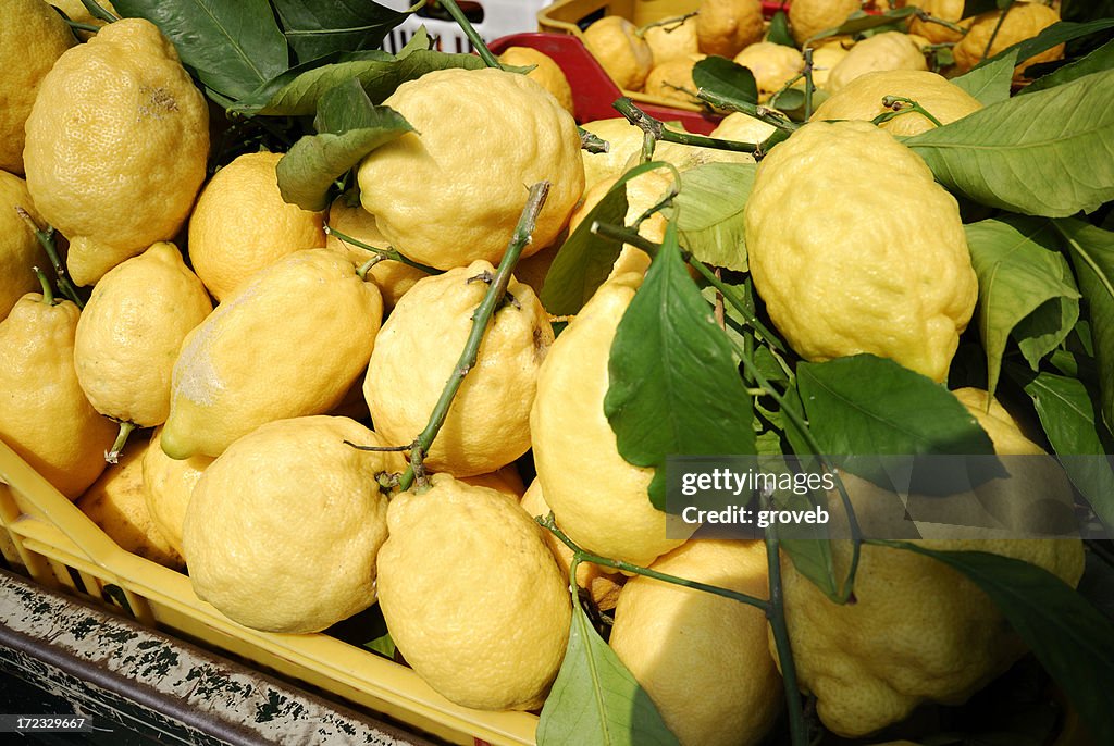 Freshly picked lemons