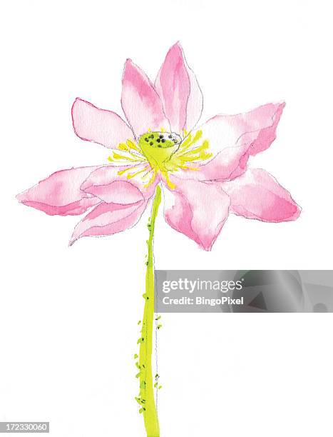 lotus - aquatic plant stock illustrations