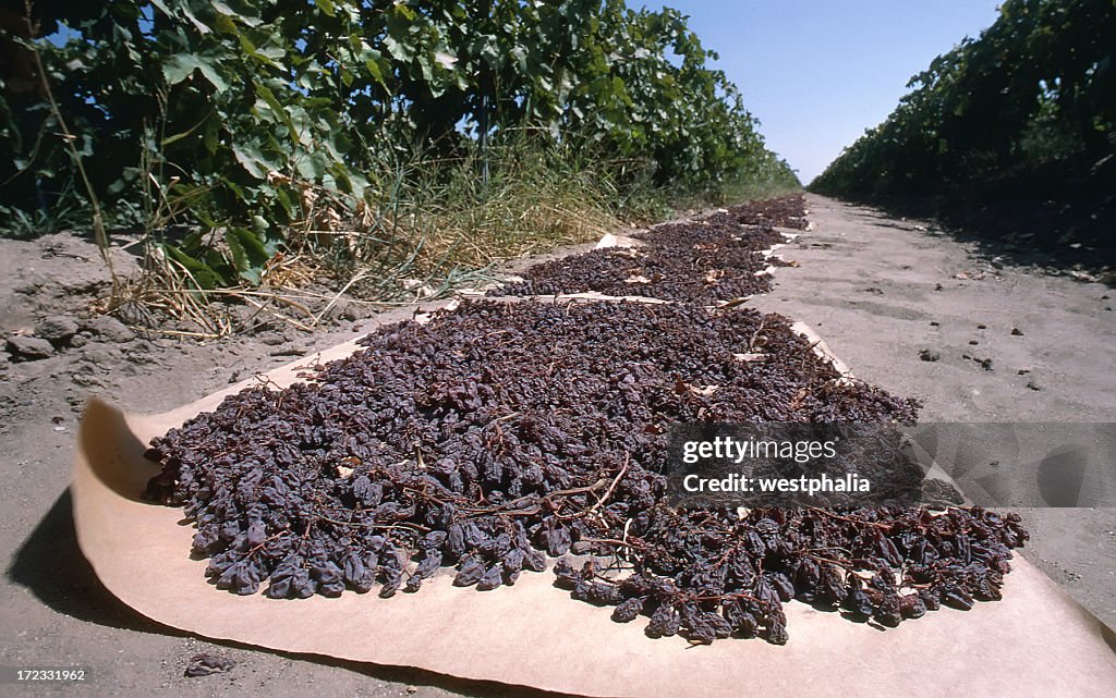 Close-up Raisins Drying