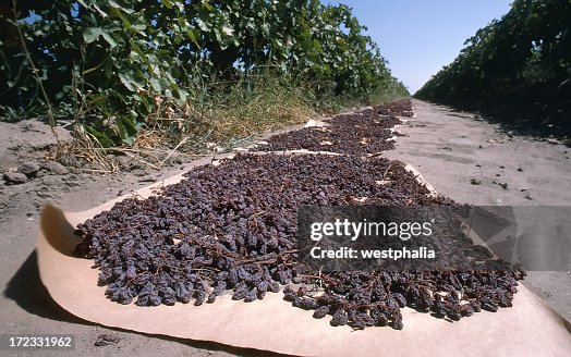 Closeup Raisins Drying High-Res Stock Photo - Getty Images