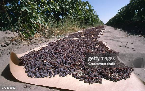 close-up raisins drying - raisin stock pictures, royalty-free photos & images