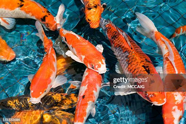 koi fish - koi carp stock pictures, royalty-free photos & images