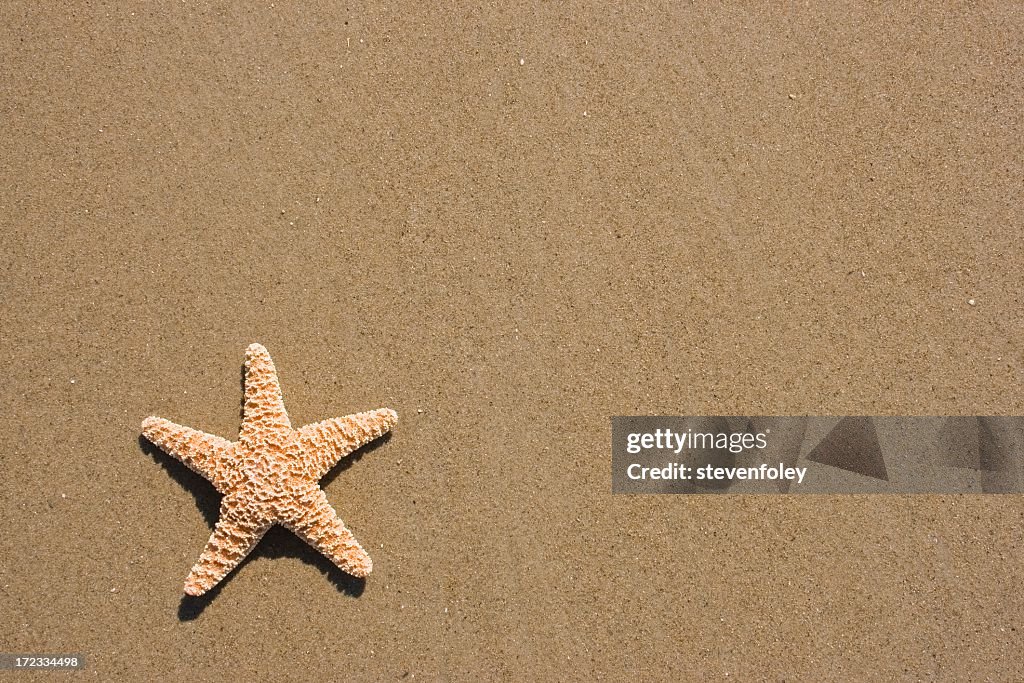 Starfish isolated on sandy beach