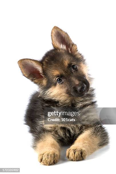 young dog - duitse herder stockfoto's en -beelden