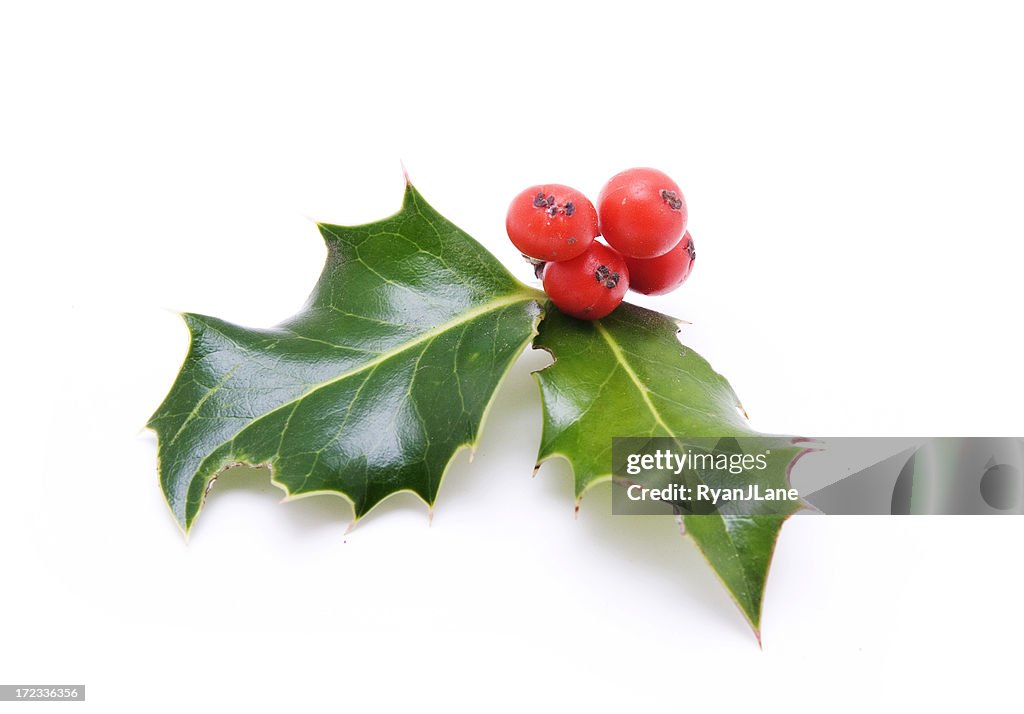 Small Sprig of Holly Berries and Leaves