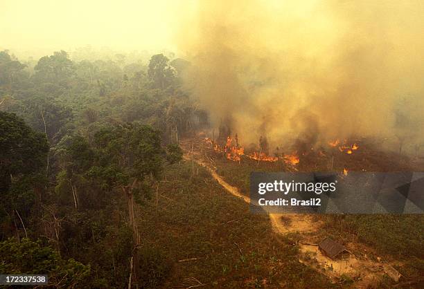feu dans la forêt amazonienne - tropical deciduous forest photos et images de collection
