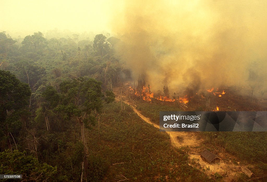 Fire in the Amazon