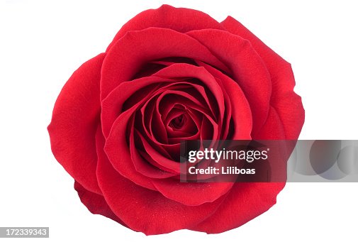 Isolated Red Rose High-Res Stock Photo - Getty Images