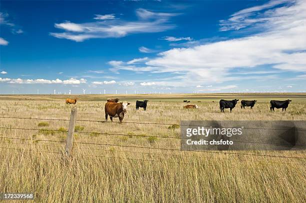 rindfleisch und elektrizität sieben - american ranch landscape stock-fotos und bilder