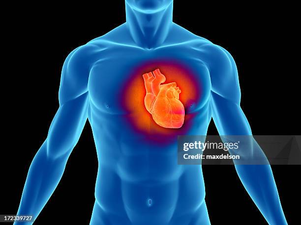 torso of a man highlighting the heart - menselijk hart stockfoto's en -beelden