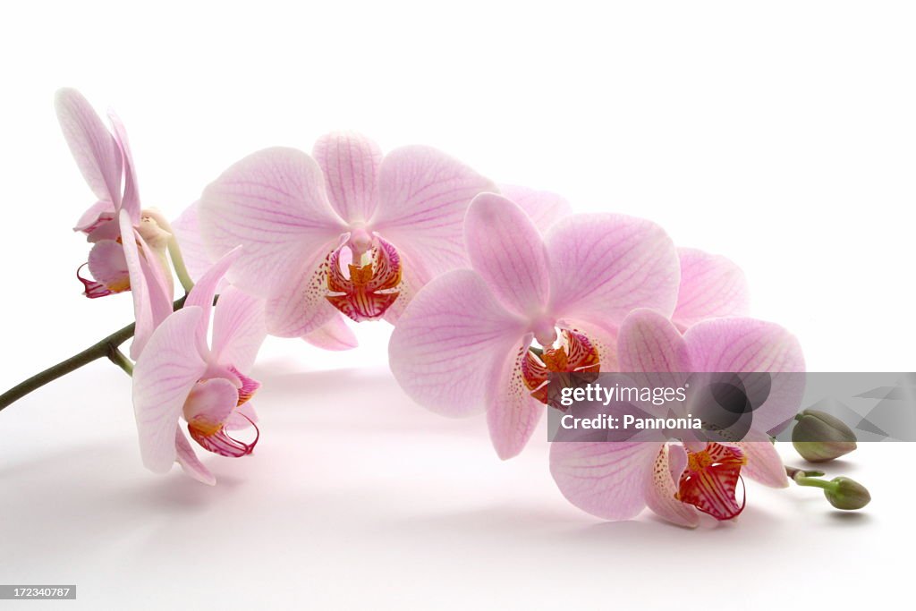 A pink orchid on a white background