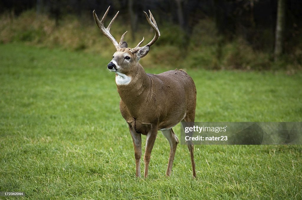 October buck