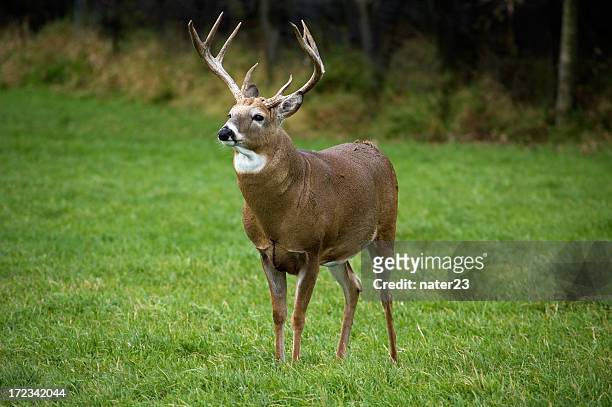 october buck - bow hunting stock pictures, royalty-free photos & images