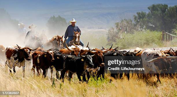 cattle drive - cowboy stockfoto's en -beelden