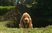 Spaniel sitting in hole dug in lawn