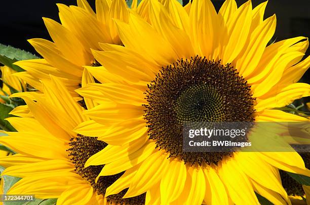 sunflower - flower of kansas - kansas sunflowers stock pictures, royalty-free photos & images