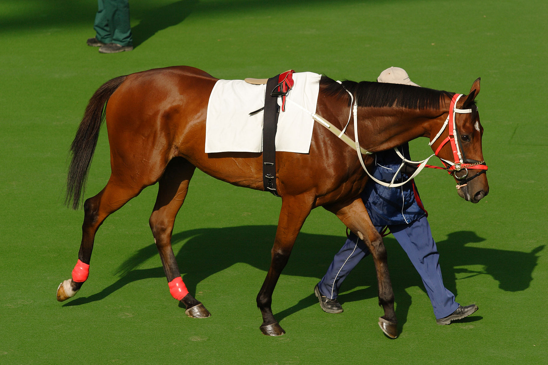 hong kong horse racing
