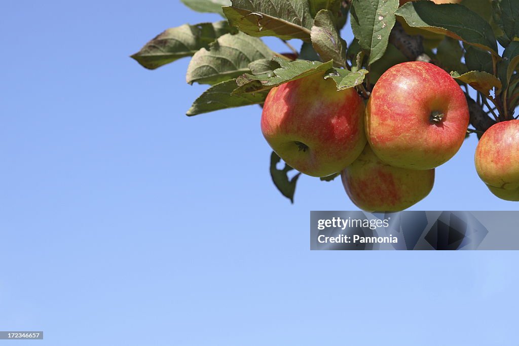 Äpfel auf Baum