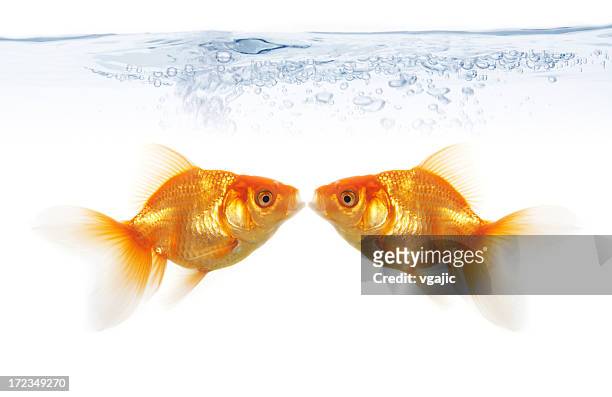 goldfish - guldfisk bildbanksfoton och bilder