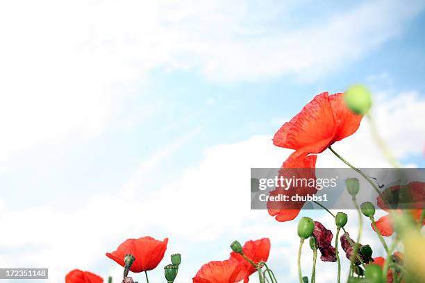 wild poppies - armistice day fotografías e imágenes de stock