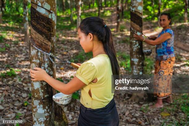 donne laotiane che raccolgono un lattice da un albero della gomma nel laos settentrionale - lattice foto e immagini stock