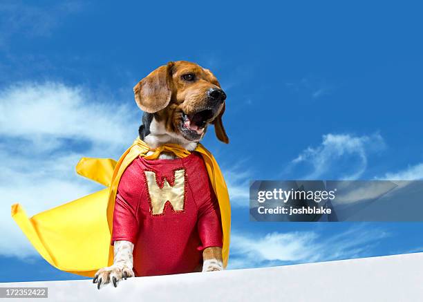 calling wonderdog - toneelkostuum stockfoto's en -beelden