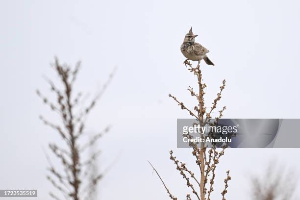 View of a crested lark near a wetland at the Van Lake Basin that hosts thousands of birds during their migration journey in Van, Turkiye on May 23,...