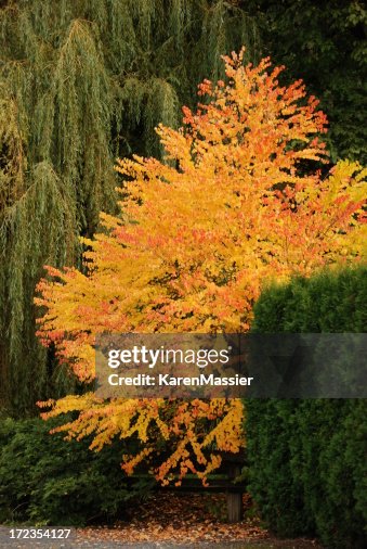 Couleurs d'automne Couleurs d'automne