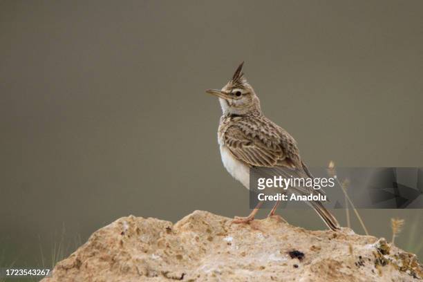 View of a crested lark near a wetland at the Van Lake Basin that hosts thousands of birds during their migration journey in Van, Turkiye on May 23,...
