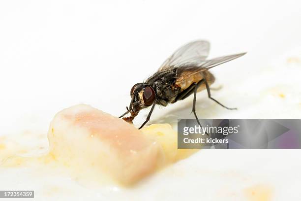 feeding fly - fly insect stock pictures, royalty-free photos & images