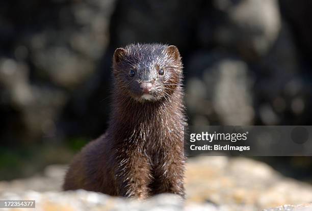 mink with wet fur - mammal stock pictures, royalty-free photos & images