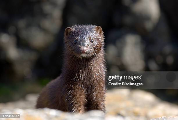 pele de mink com bebidas alcoólicas - mink animal - fotografias e filmes do acervo