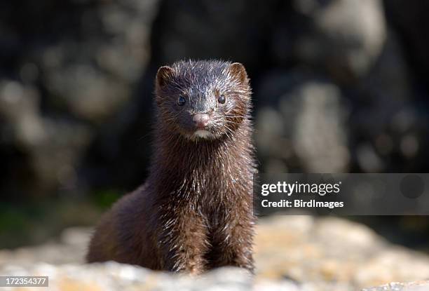 mink with wet fur - 哺乳動物 個照片及圖片檔
